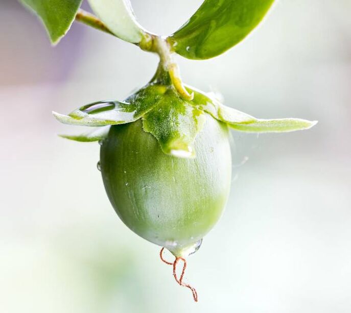 Hydraterende anti-rimpelolie verkregen uit jojobafruit